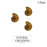 Ammonite Ring_R-BOX-11_Box_1