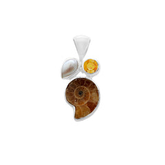 Ammonite D8-3-1