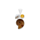 Ammonite D8-3-1