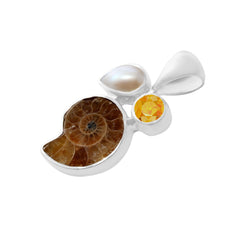 Ammonite D8-3-1