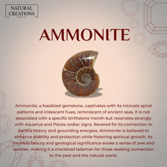 ammonite earrings