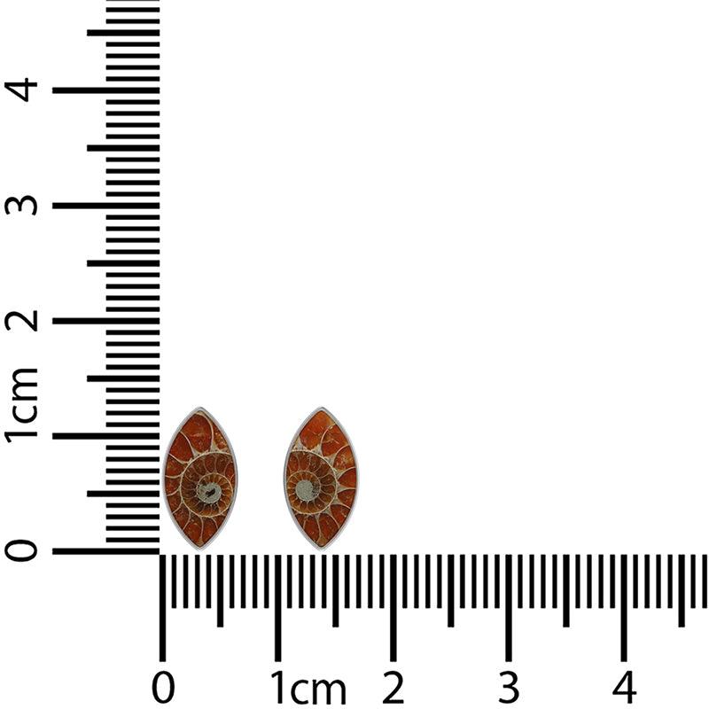  Ammonite_STU_B_1_12