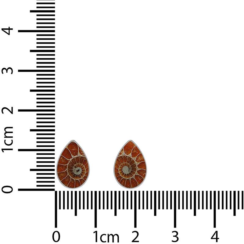  Ammonite_STU_B_1_11