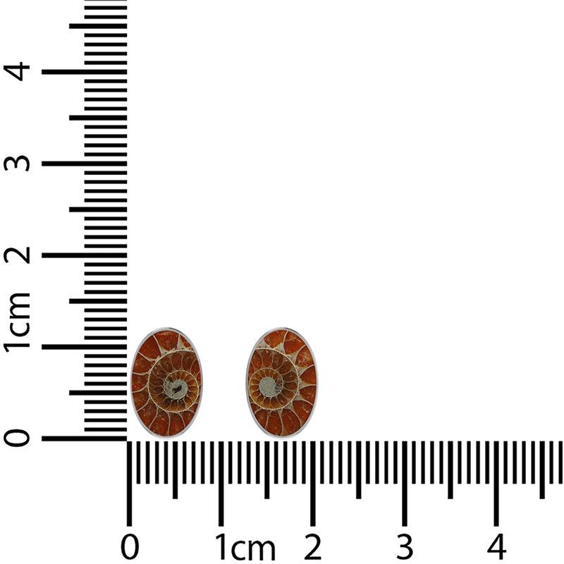  Ammonite_STU_B_1_13